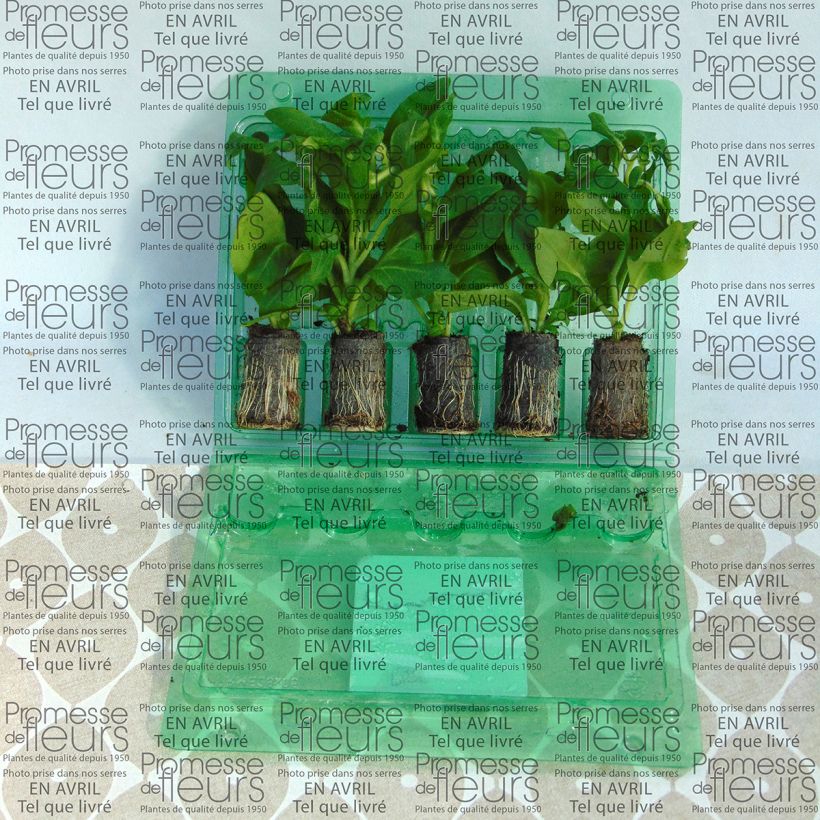 Exemple de spécimen de Pétunia Surfinia Sumo Rose Mini-motte Ø 3/4 cm, Livré en plant vert de 5 à 10 cm de hauteur tel que livré