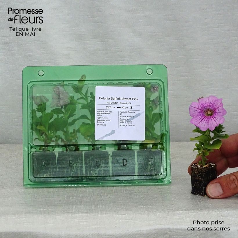 Spécimen de Pétunia Surfinia Sweet Pink Mini-motte Ø 3/4 cm, Plant vert de 5 à 10 cm de haut tel que livré au printemps