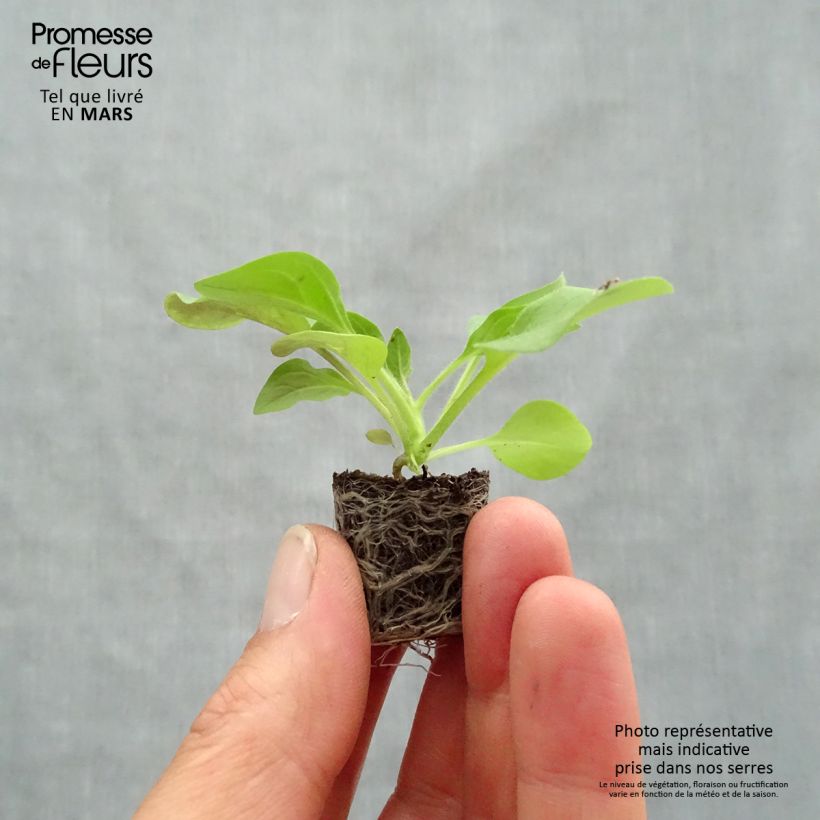 Example of Pétunia Tidal Wave F1 Cherry Mini-motte Ø 3/4 cm as you get in printemps
