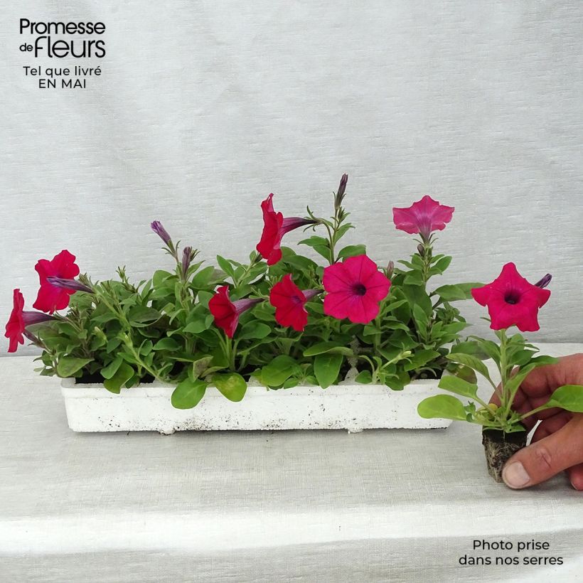 Example of Pétunia Tidal Wave F1 Cherry Jardimotte : motte 3,8 cm x 3,2 cm en plaque de culture par 16, Plant vert de 5 à 10 cm de haut as you get in printemps