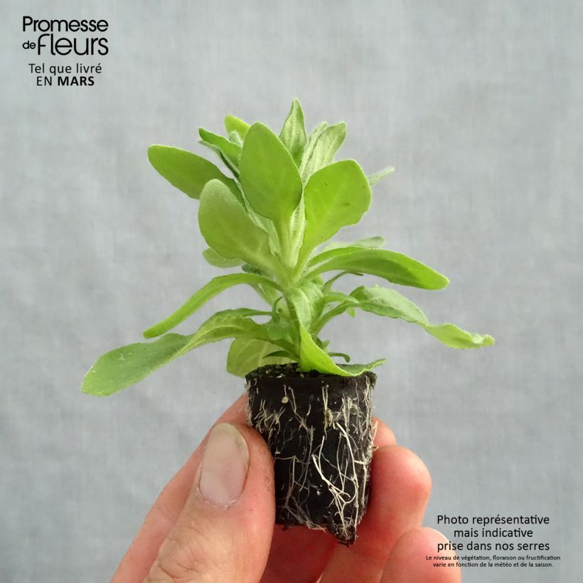 Spécimen de Pétunia Tumbelina Anna double rose et blanc Mini-motte Ø 3/4 cm tel que livré au printemps