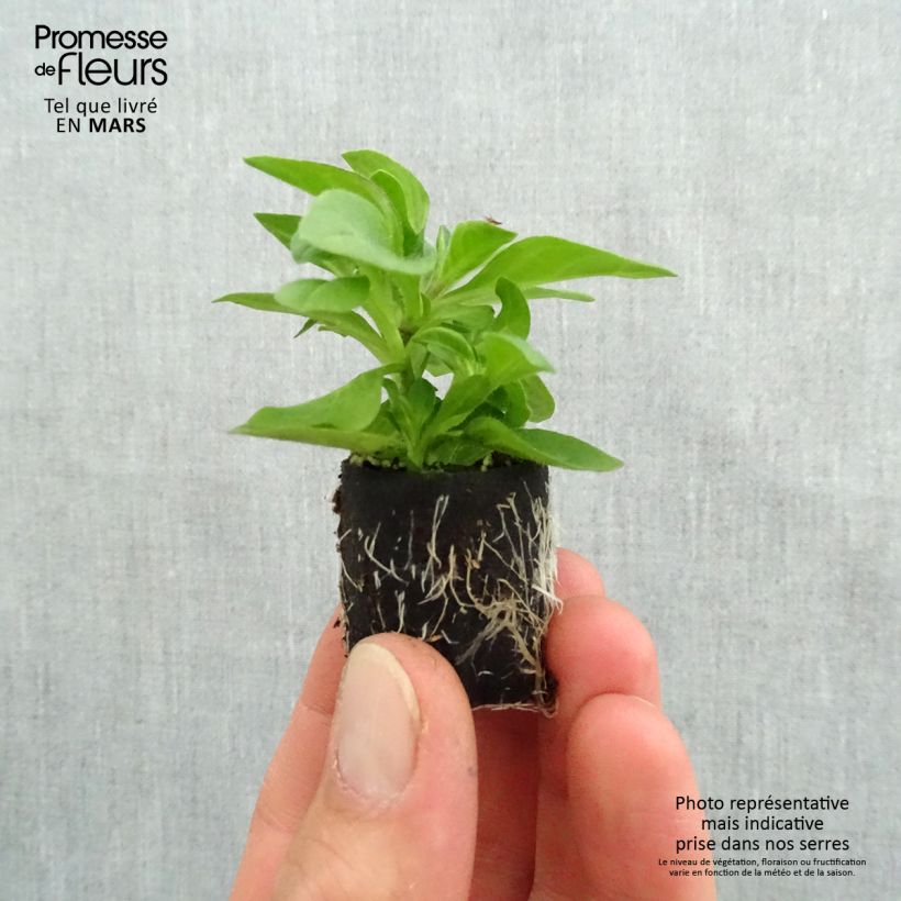 Spécimen de Pétunia Tumbelina Belinda double bleu foncé Mini-motte Ø 3/4 cm, Plant vert de 5 à 10 cm de haut tel que livré au printemps