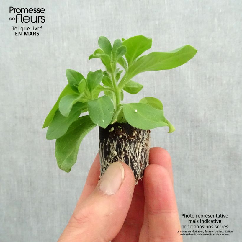 Spécimen de Pétunia Tumbelina Candyfloss double rose foncé Mini-motte Ø 3/4 cm, Plant vert de 5 à 10 cm de haut tel que livré au printemps