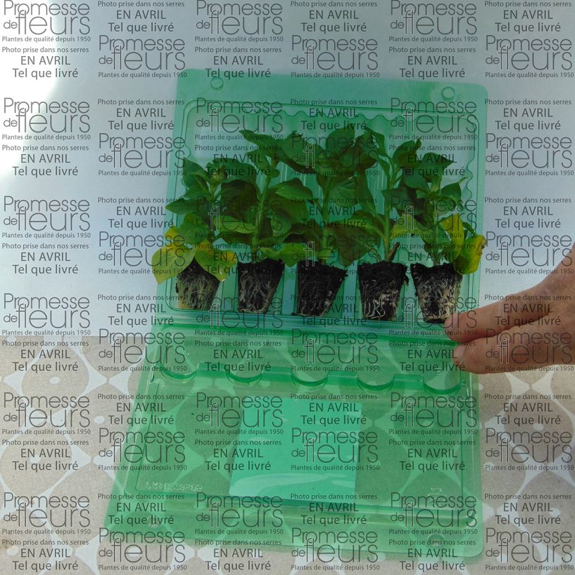 Exemple de spécimen de Petunia Tumbelina Cherry Ripple - Pétunia double Mini-motte Ø 3/4 cm, Plant vert de 5 à 10 cm de haut tel que livré