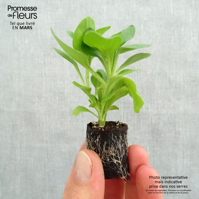 Spécimen de Pétunia Tumbelina Diana double blanc Mini-motte Ø 3/4 cm, Plant vert de 5 à 10 cm de haut tel que livré au printemps