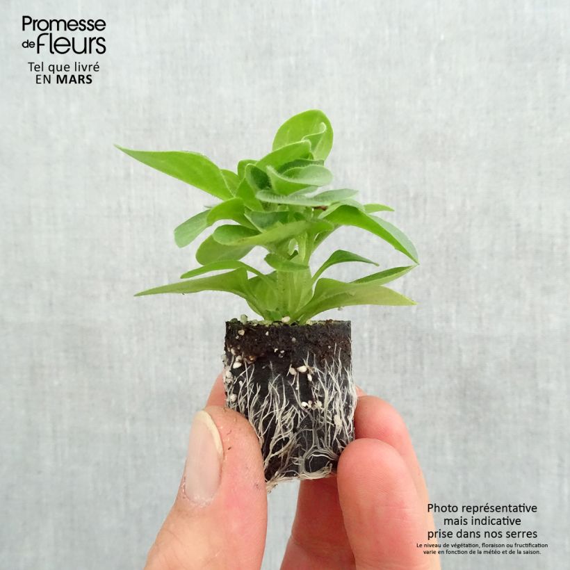 Spécimen de Pétunia Tumbelina Priscilla double lavande veiné Mini-motte Ø 3/4 cm, Plant vert de 5 à 10 cm de haut tel que livré au printemps