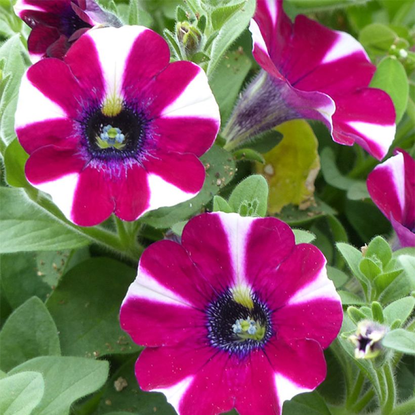 Pétunia Cascadias Bicolor Cabernet (Floraison)