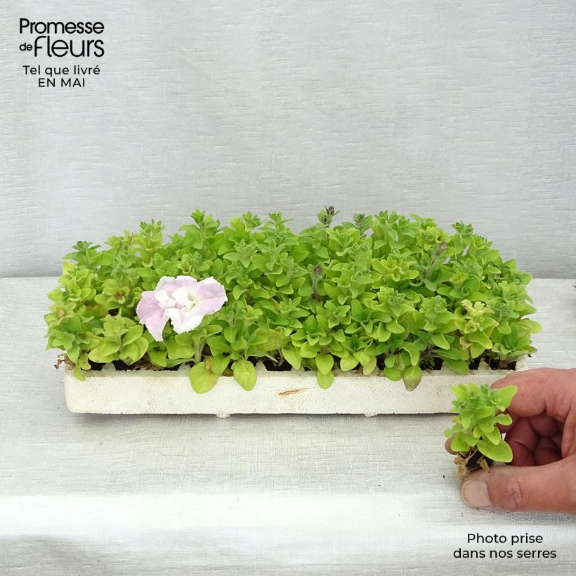 Spécimen de Pétunia double Cassandra Mix Minimotte : motte 2,2 cm x 2 cm en plaque de culture par 35 tel que livré au printemps