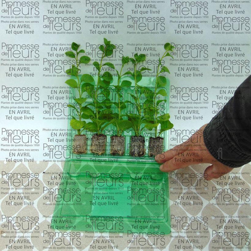 Exemple de spécimen de Pétunia Conchita Azur Mini-motte Ø 3/4 cm, Plant vert de 5 à 10 cm de haut tel que livré