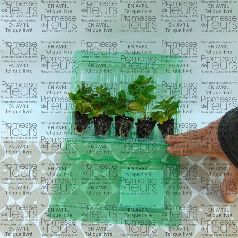 Exemple de spécimen de Pétunia Tumbelina Maria double bleu azur Mini-motte Ø 3/4 cm, Plant vert de 5 à 10 cm de haut tel que livré