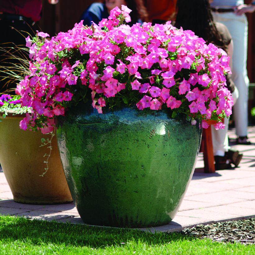 Graines de Pétunia Pétunia Easy Wave F1 Coral Reef  (Port)