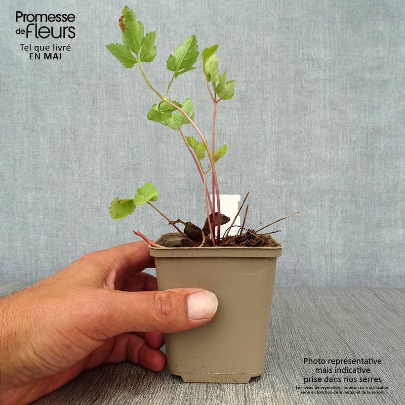 Spécimen de Peucedanum verticillare Godet de 8/9 cm tel que livré au printemps