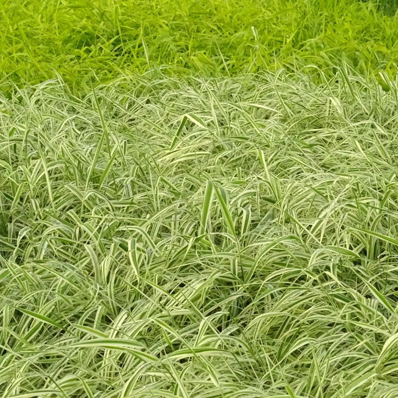 Phalaris arundinacea Picta - Alpiste faux-roseau  (Port)