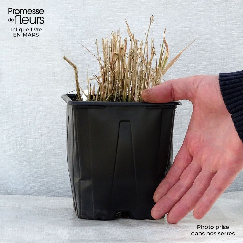 Spécimen de Phalaris arundinacea Picta - Alpiste faux-roseau  Pot de 2L/3L tel que livré au printemps
