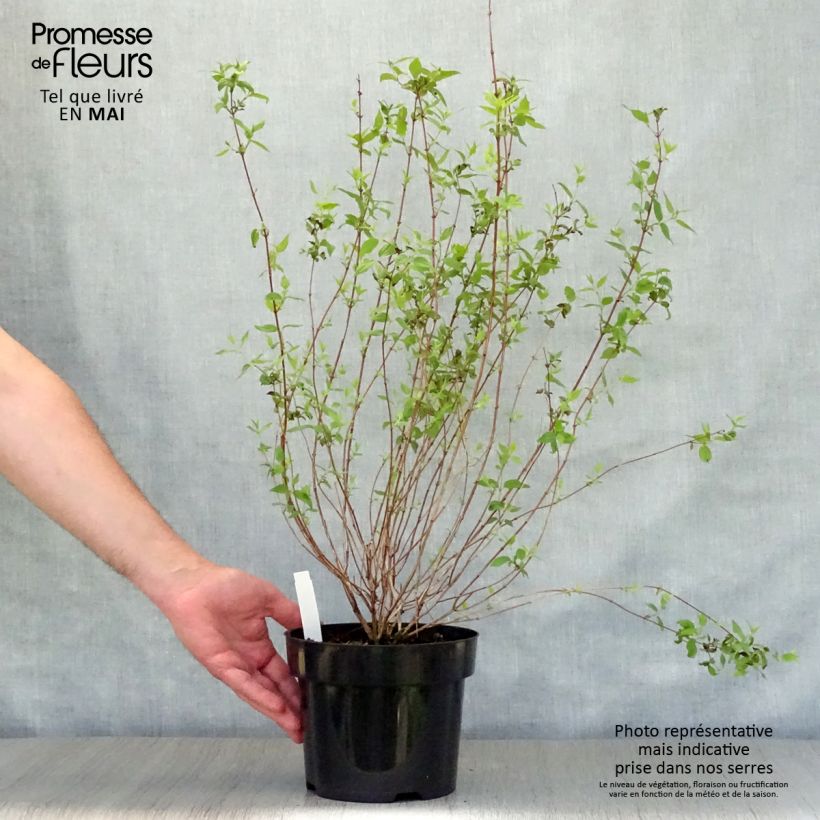 Spécimen de Philadelphus Dame Blanche - Seringat Pot de 3L/4L tel que livré au printemps