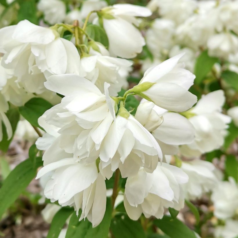 Philadelphus Little White Love - Seringat nain. (Floraison)