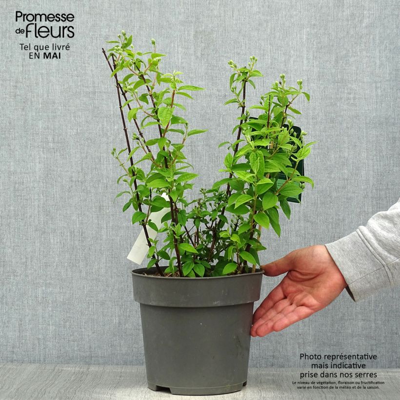 Spécimen de Philadelphus Little White Love - Seringat nain. Pot de 2L/3L tel que livré au printemps