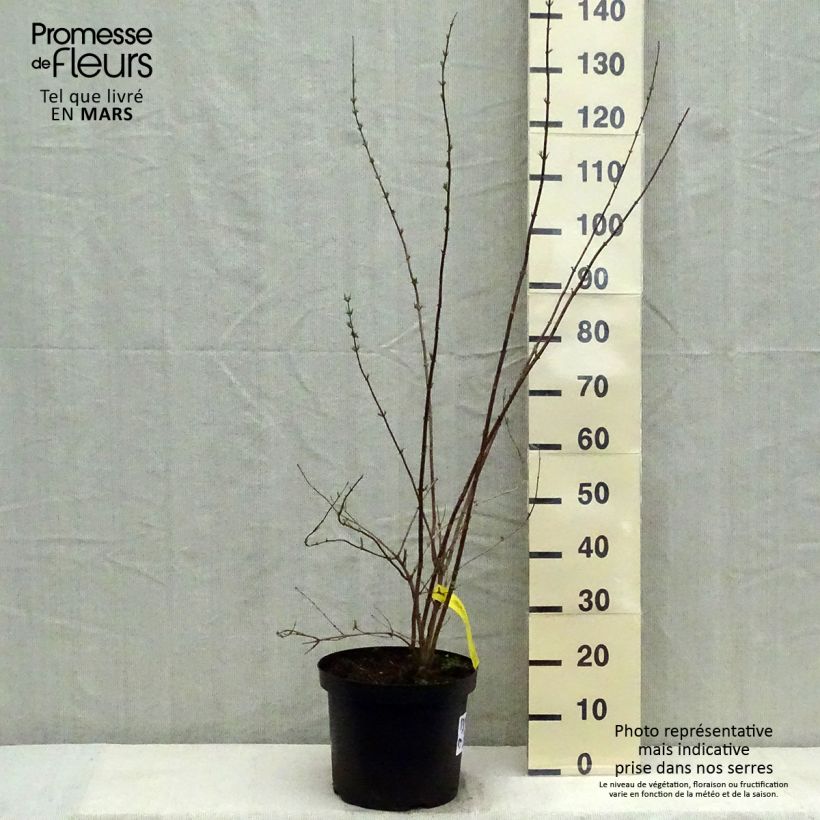 Spécimen de Seringat - Philadelphus Pearls of Perfume Pot de 4L/5L tel que livré au printemps