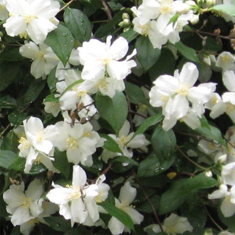 Philadelphus Virginal - Seringat blanc (Flowering)