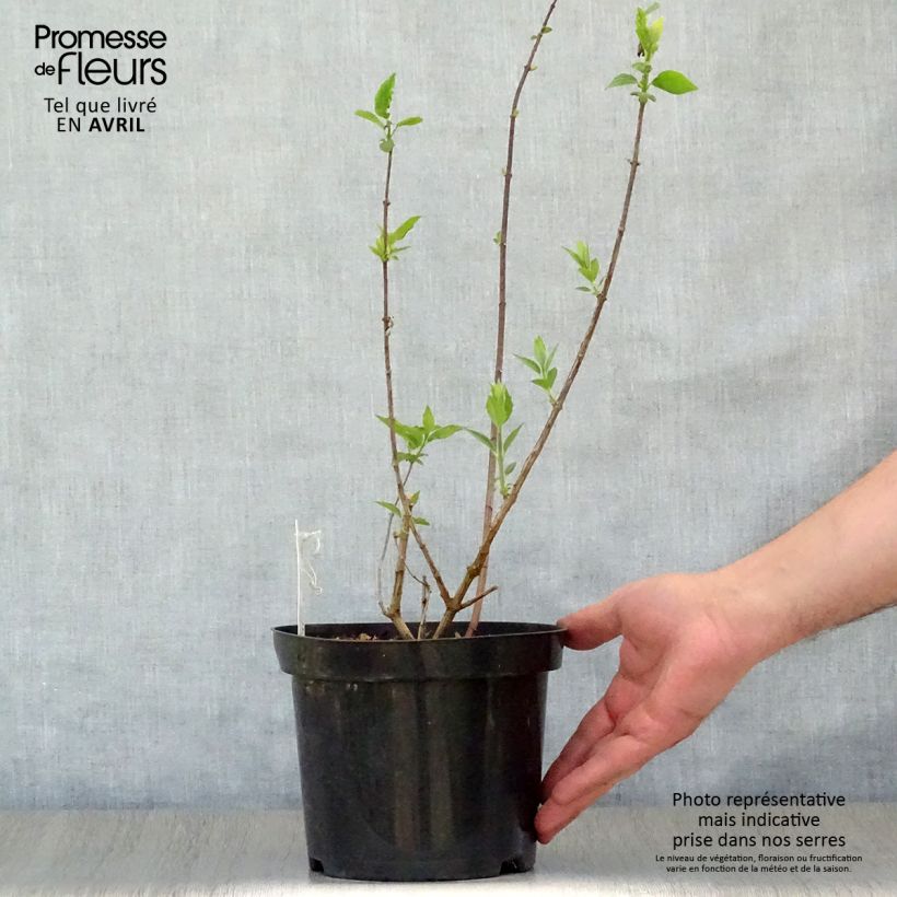 Example of Philadelphus Virginal - Seringat blanc Pot de 3L/4L as you get in printemps