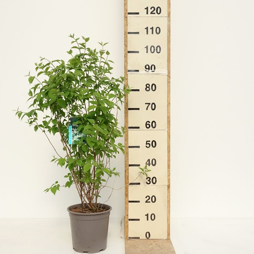 Example of Philadelphus coronarius Pot de 4L/5L as you get in printemps