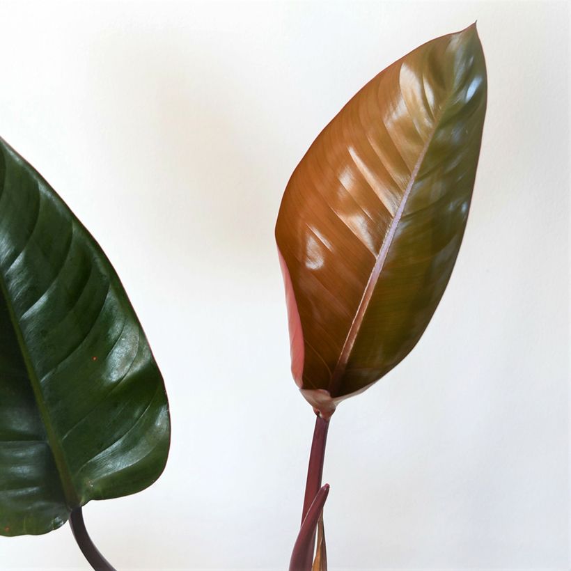 Philodendron Red Congo (Feuillage)
