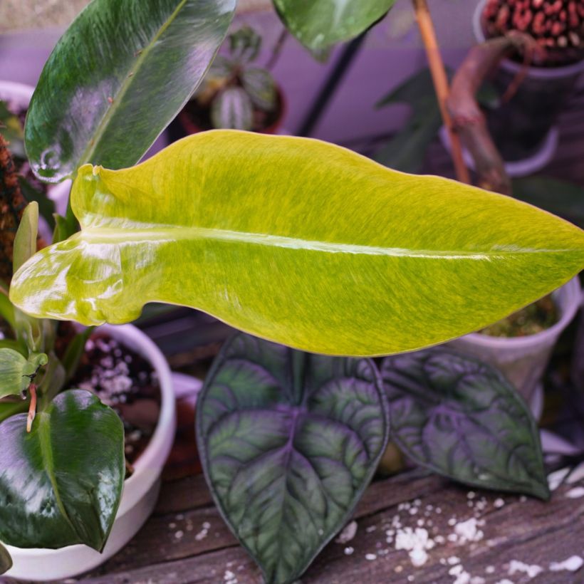 Philodendron Calkins Gold (Feuillage)