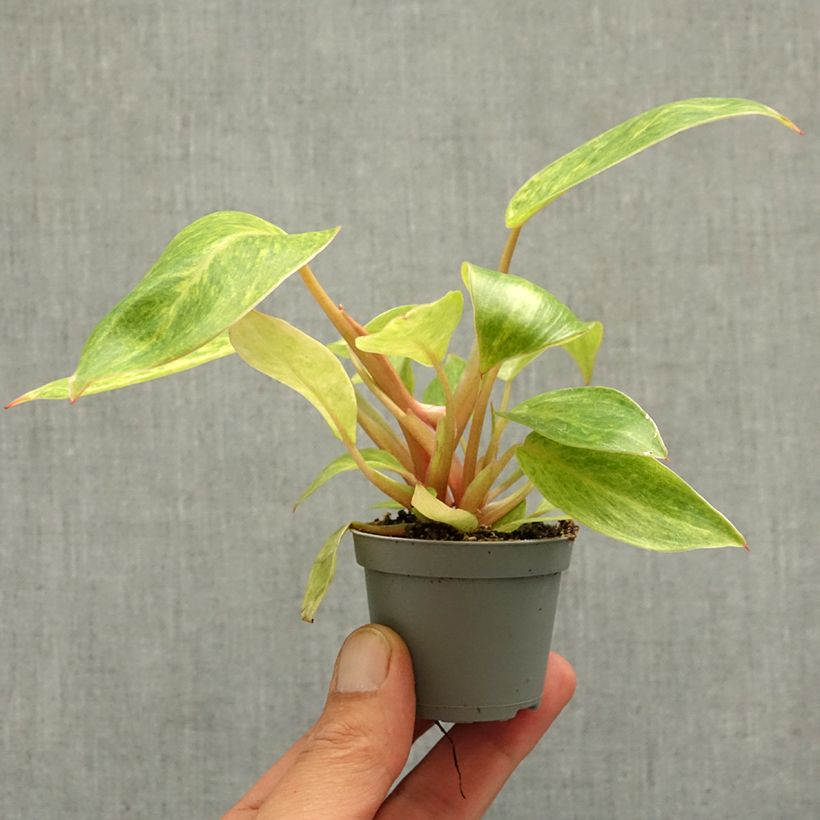 Spécimen de Philodendron Calkins Gold Mini-plante tel que livré au printemps