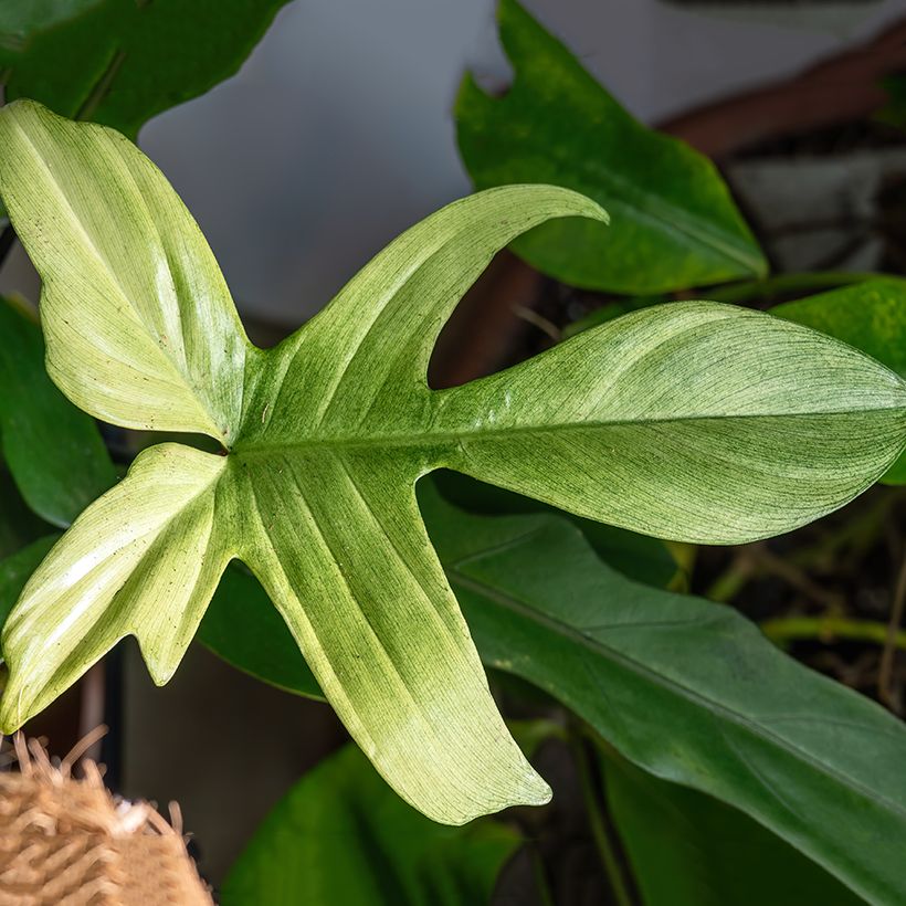 Philodendron Florida Ghost (Feuillage)