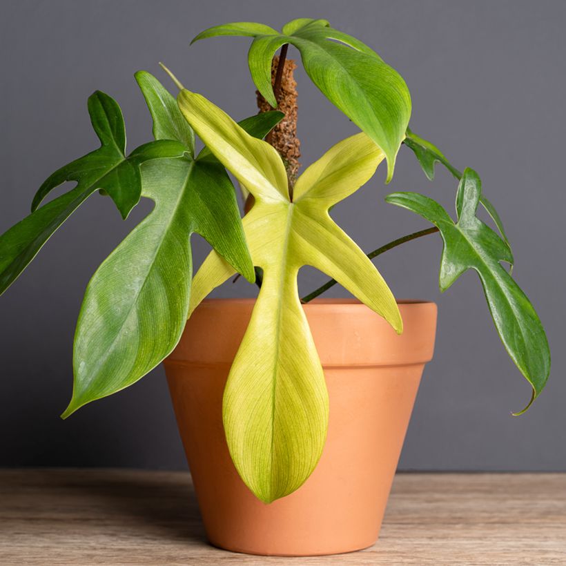 Philodendron Florida Ghost (Port)