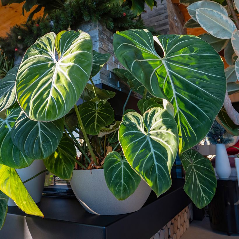 Philodendron gloriosum (Port)