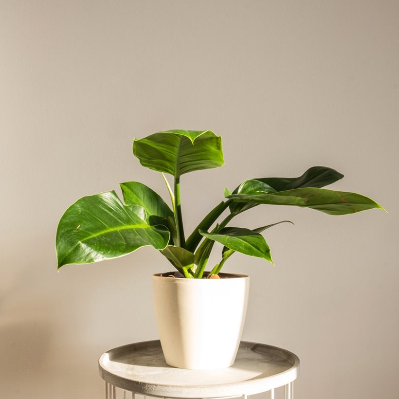 Philodendron Imperial Green (Port)