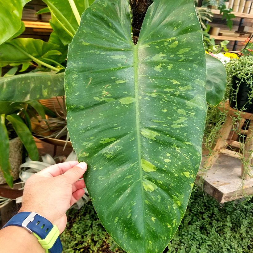 Philodendron Jose Buono (Foliage)