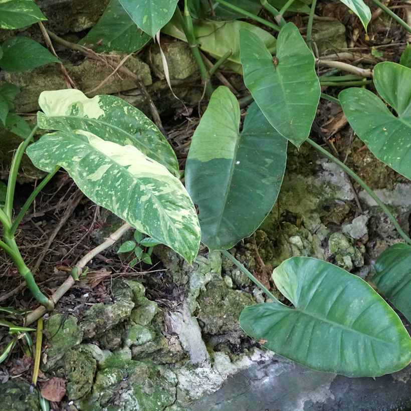 Philodendron Jose Buono (Plant habit)