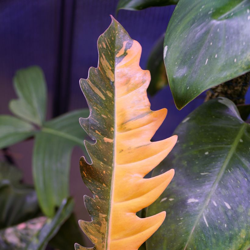 Philodendron Narrow Ring of Fire (Feuillage)