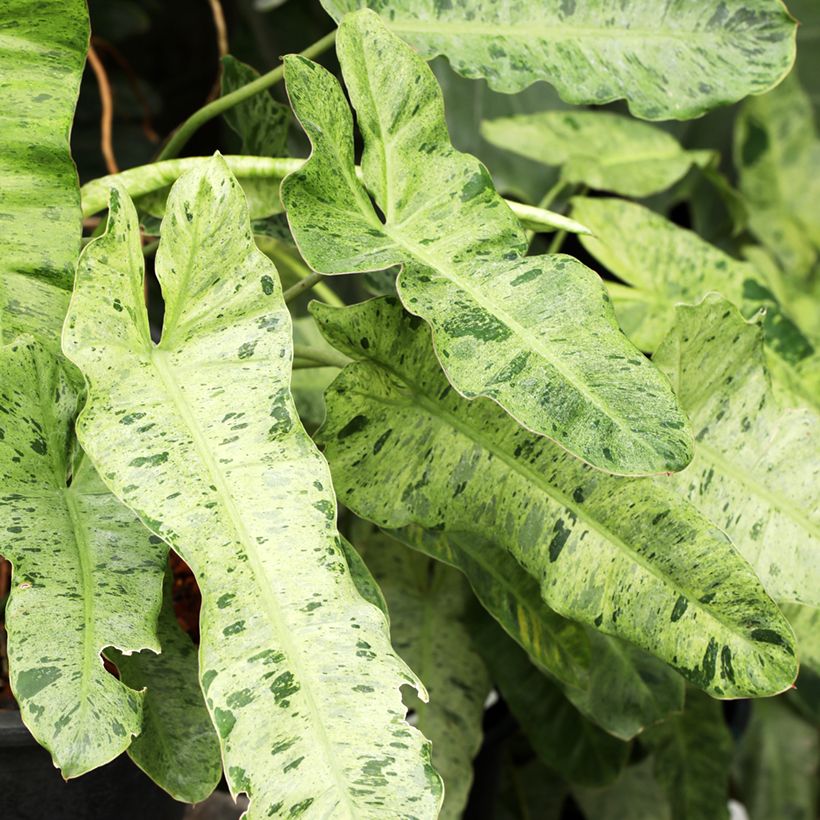 Philodendron Paraiso Verde (Feuillage)