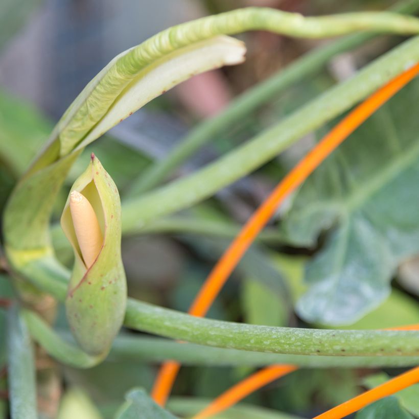 Philodendron Paraiso Verde (Floraison)