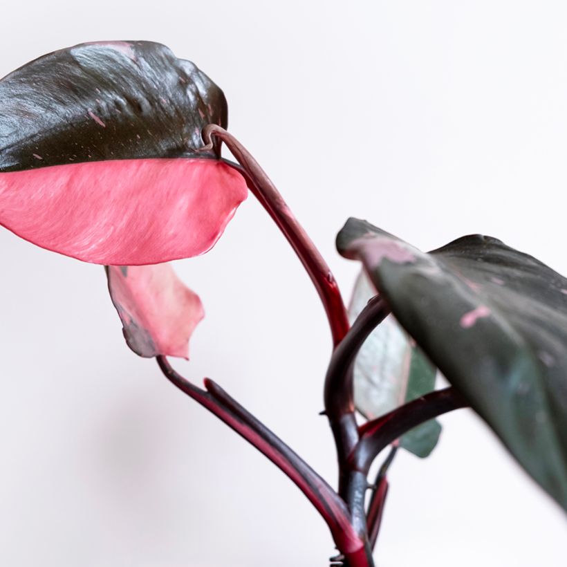 Philodendron Pink Marble (Feuillage)