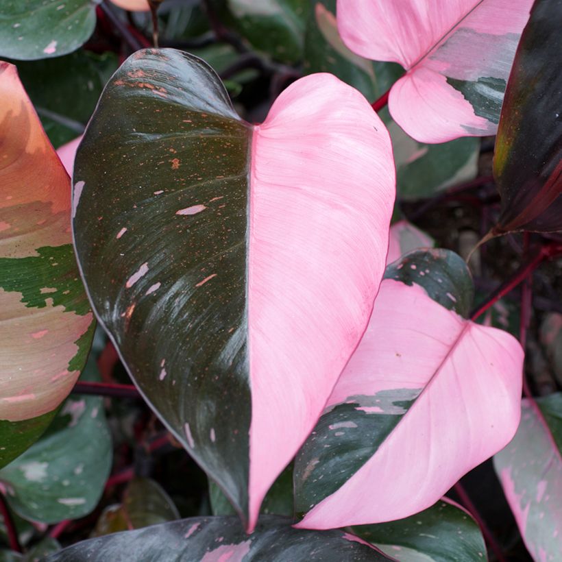 Philodendron Pink Princess (Feuillage)