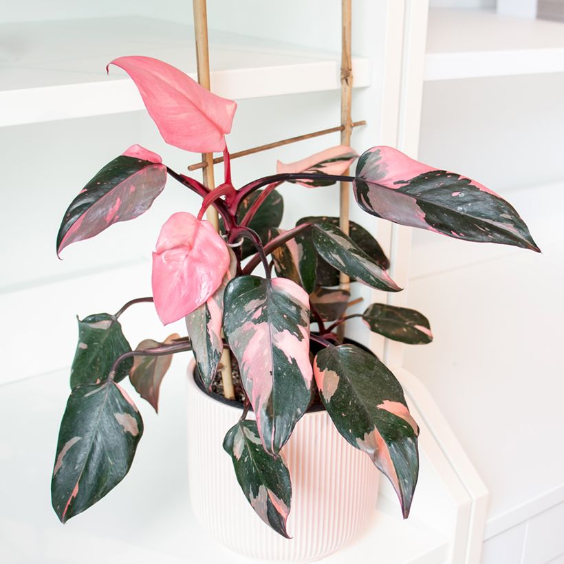 Philodendron Pink Princess (Port)