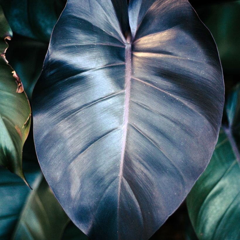 Philodendron Royal Queen (Foliage)