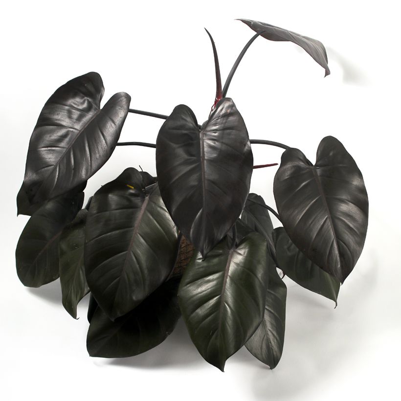Philodendron Royal Queen (Plant habit)