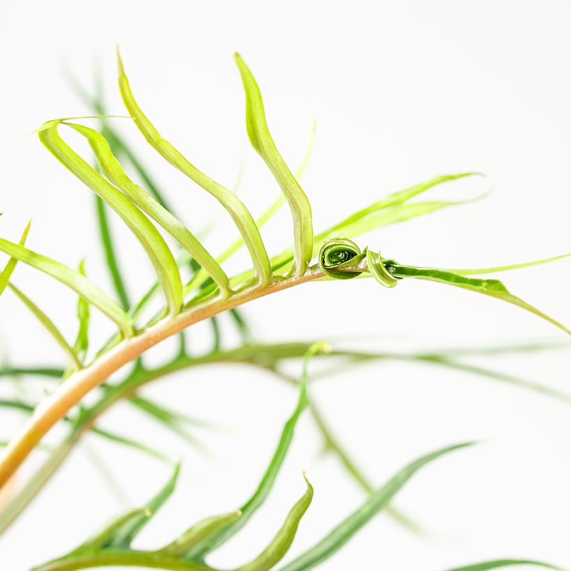 Philodendron tortum (Feuillage)