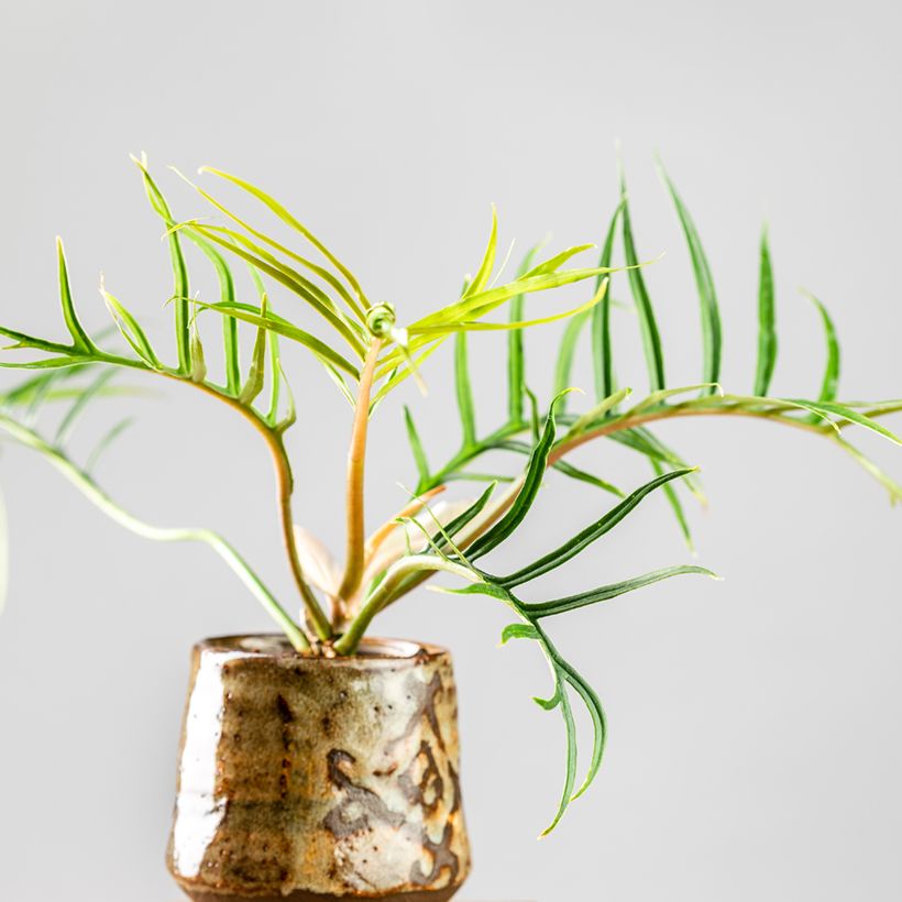 Philodendron tortum (Port)