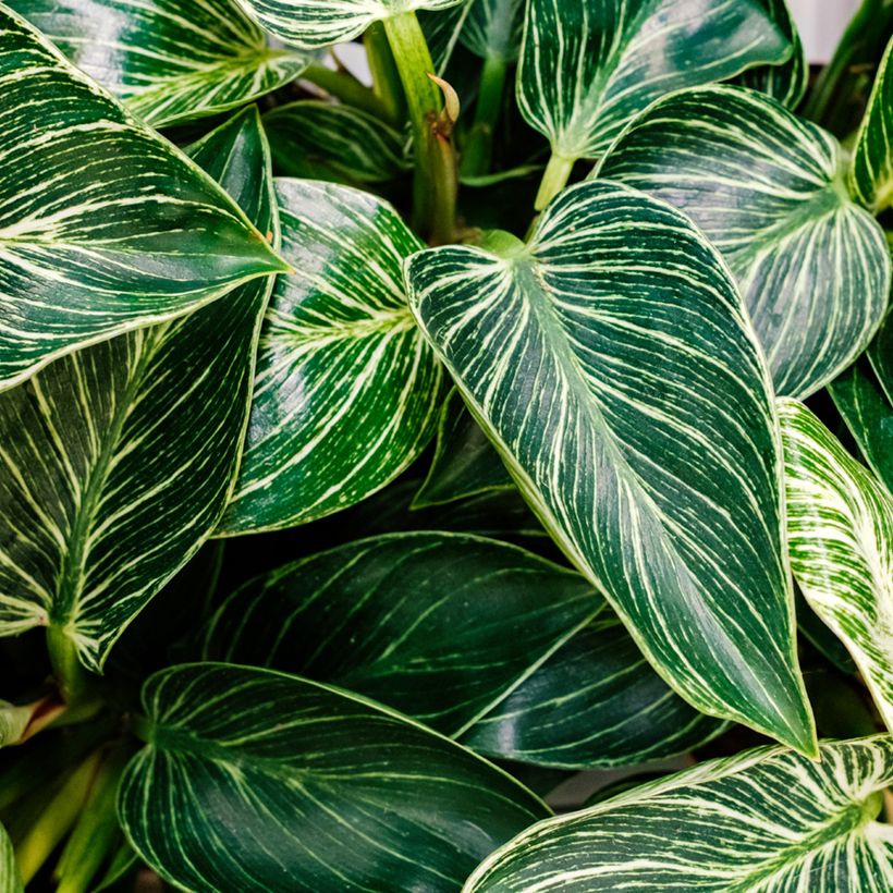 Philodendron White Measure (Feuillage)