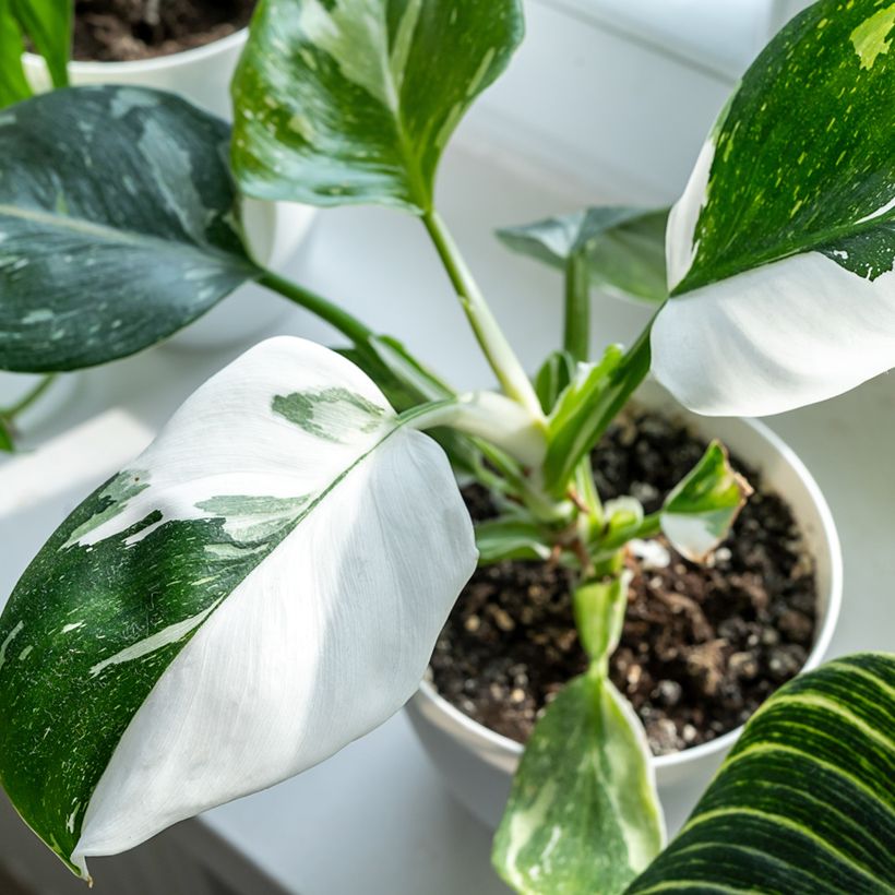 Philodendron White Princess (Feuillage)