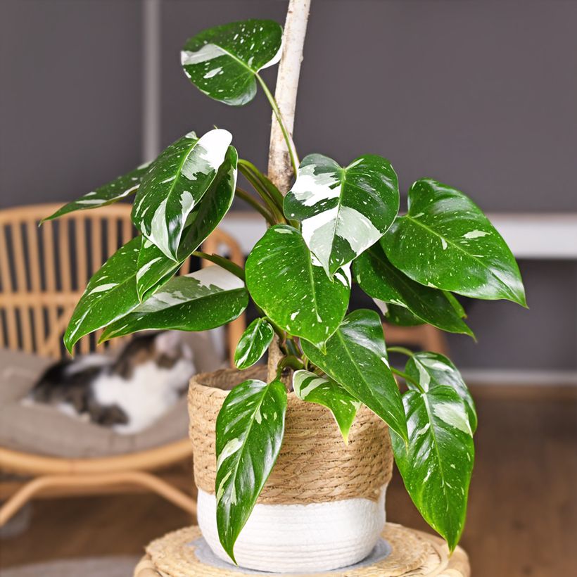 Philodendron White Princess (Port)