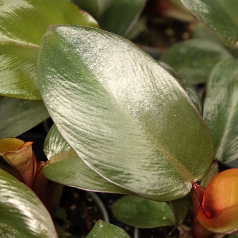 Philodendron Black Cardinal (Feuillage)