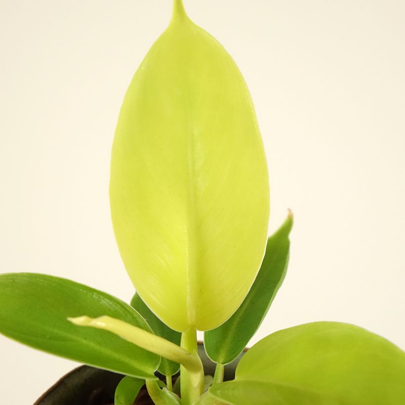 Philodendron Moonlight (Feuillage)