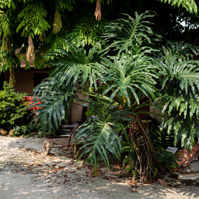 Philodendron radiatum (Port)